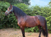 Promising competition horse