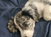 WORKING COCKER SPANIEL BITCH FOR SALE
