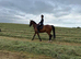 Tommy thoroughbred