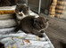 Beautiful Scottish Kittens, Tica Registered