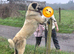 Lucky - 2-Year-Old Livestock Guardian Dog - Working/Rural Home Wanted