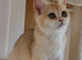 Ready BSH Champion blood lines