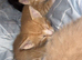 4 week old kittens looking for their home!!!
