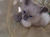 Beautiful pure breed Ragdoll