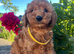 Stunning cockapoo puppies