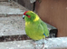 Kakariki