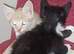 7 kittens for sale
