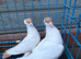 Polish Helmet Pigeons for Sale