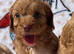 F1 Cockerpoo puppies