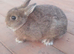 Netherlands dwarf baby boy