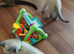4 beutiful kittens :) looking forever homes