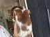 Long haired miniature Dachsund puppies