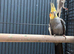 Stunning Young Cockatiels