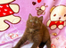 Top quality rainbow litter British shorthair kittens