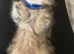 Stunning Golden Shaded Persian KittenTeddy Bear