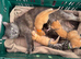 BEAUTIFUL KITTENS TO RESERVE