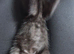 Bengal babies 3 left