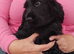 COCKER SPANIEL PUPS IN NI ONLY ONE REMAINING