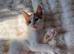 Kittens for sale