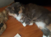 2 years old female cat for sale