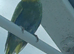 Pair of budgies