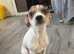 Chihuahua crocs jack russel