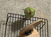 Stunning young Indian ringnick parrot