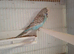 Exposition Budgies