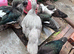 Lovely group of muscovies