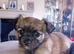 Chihuahua puppy