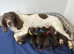 Fully dna health tested Sprocker Puppies