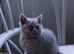 British shorthair kittens ( Blue)