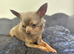KC Adult Lilac Stud Boy for rehoming
