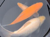 Large goldfish