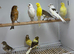 Canaries