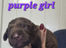 BEAUTIFUL PUPPIES FROM FULLY HEALTH-TESTED PARENTS