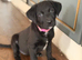 Labrador puppies