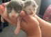 Mum and 2 kittens