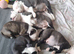 1 beautiful pup looking for their forever home