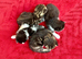 Absolutely gorgeous kittens 2 girls & 2 boys