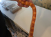 4 year old corn snake