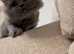 kittens for sale