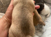 Rare colour / Merle Jack Russell Pups ( Wenlock) DNA Health Clear Stud