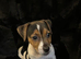 Tiny jack Russell