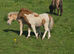 SPSBS registered mini shetland colt foal. SKEWBALD MUSHROOM