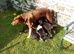 Border Collie Pups