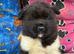 American Akita Puppies