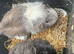 Beautiful female guinea pig guinea pigs