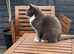 Female 4 years old cat