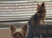 Yorkshire Terrier Puppies